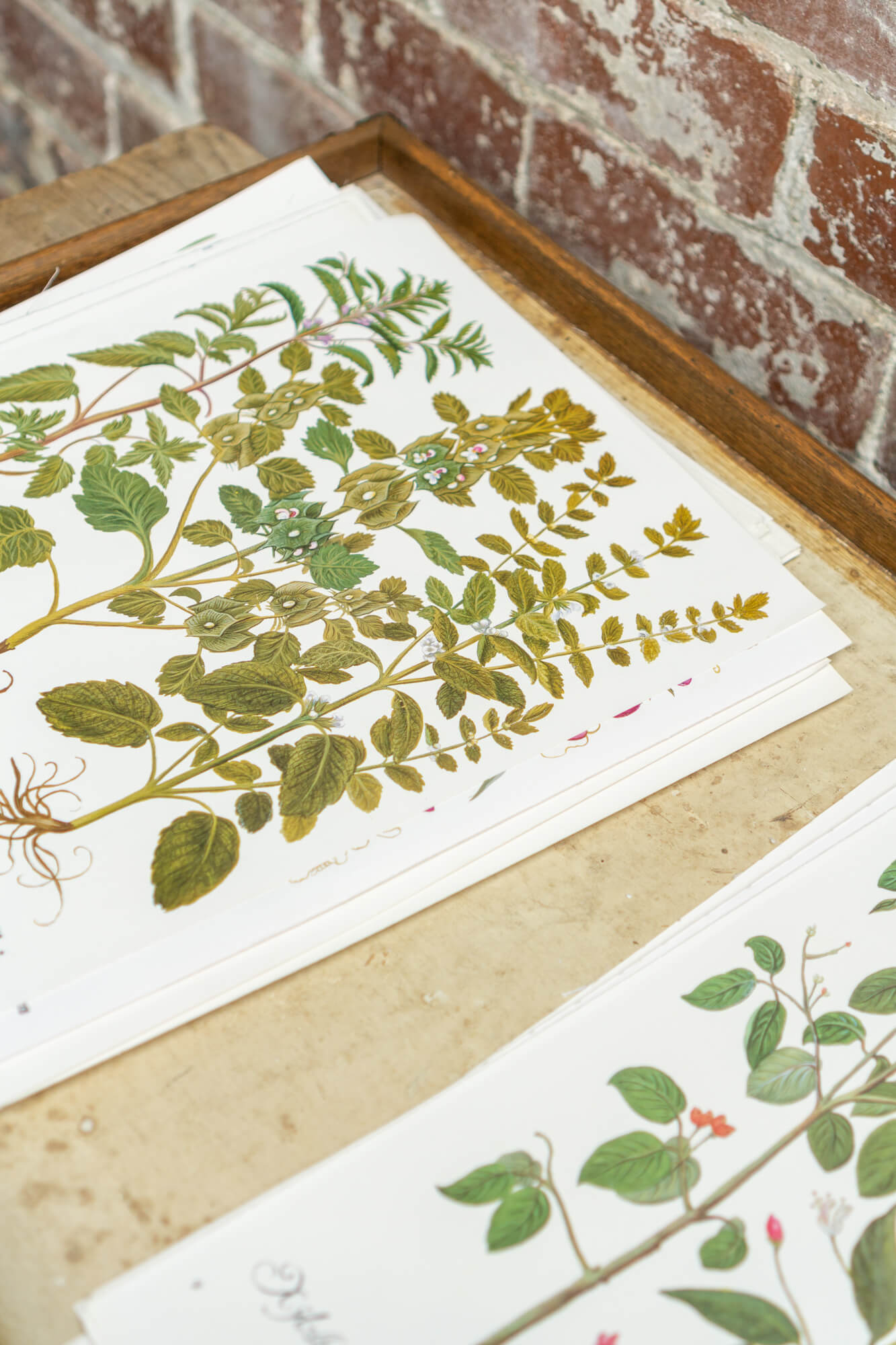 Botanical Flower Prints