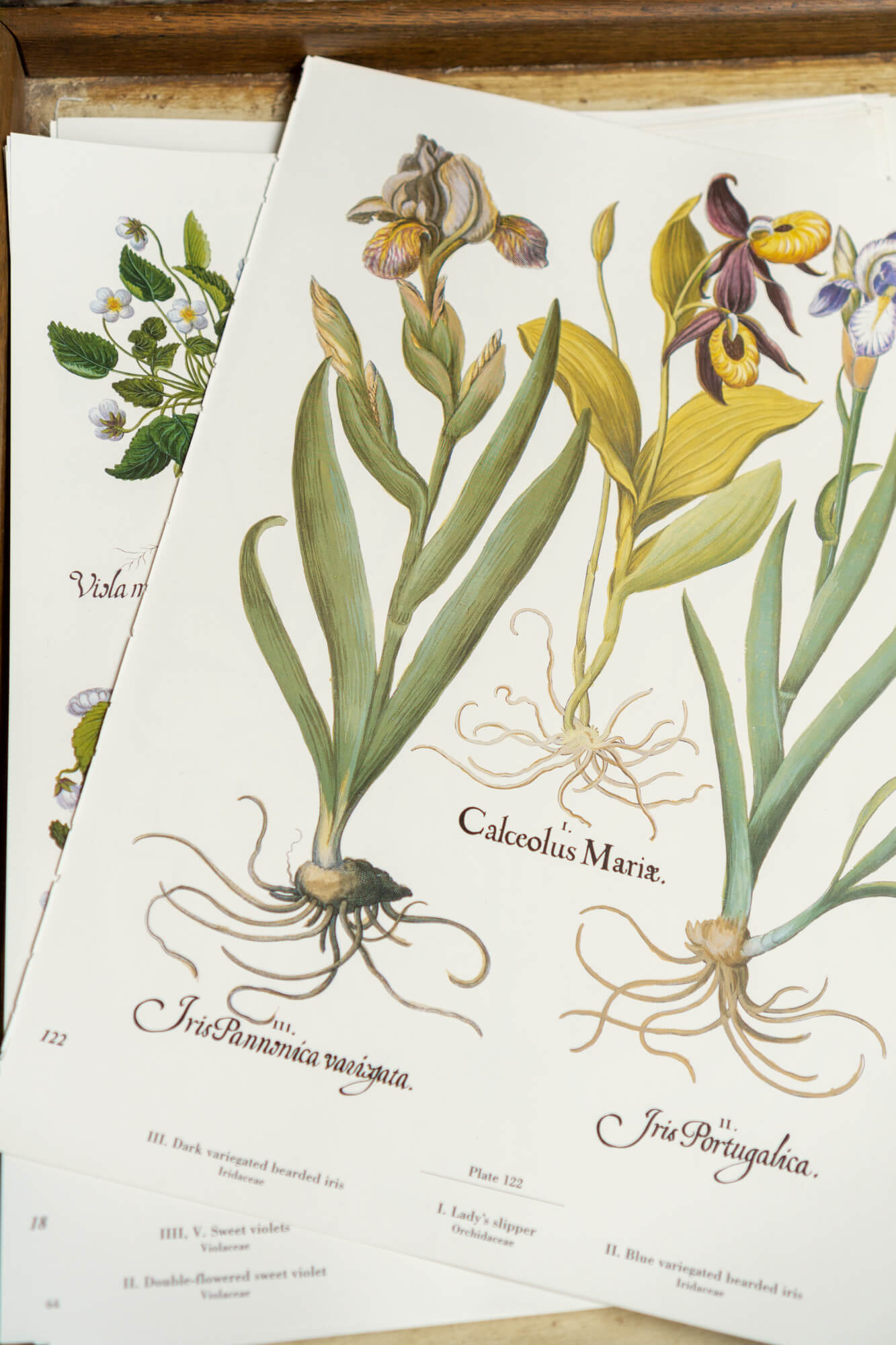 Botanical Flower Prints