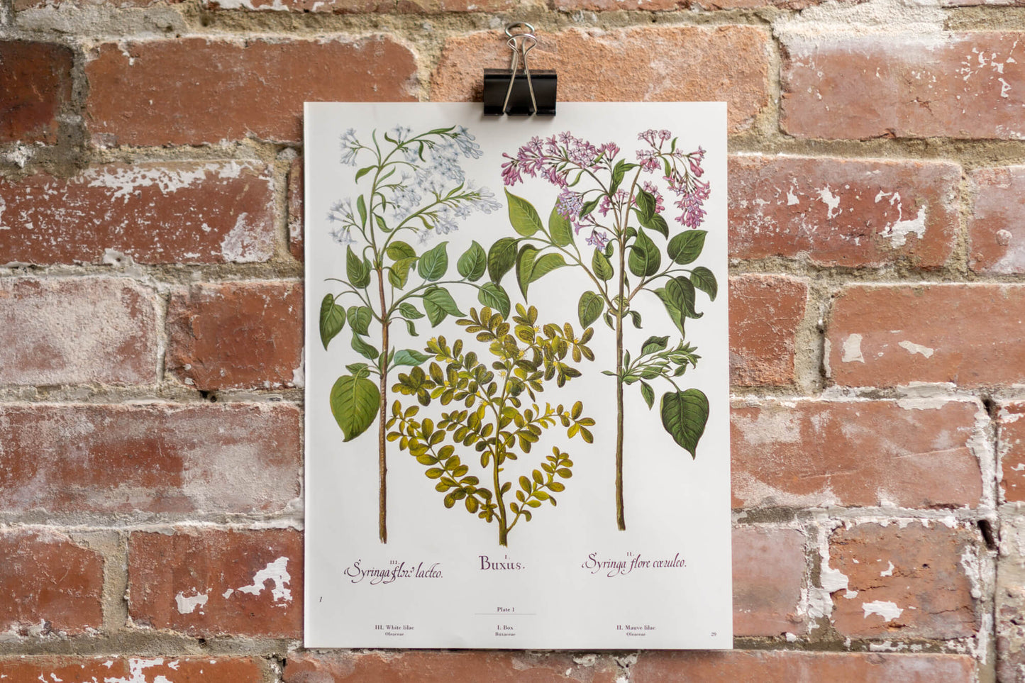Botanical Flower Prints
