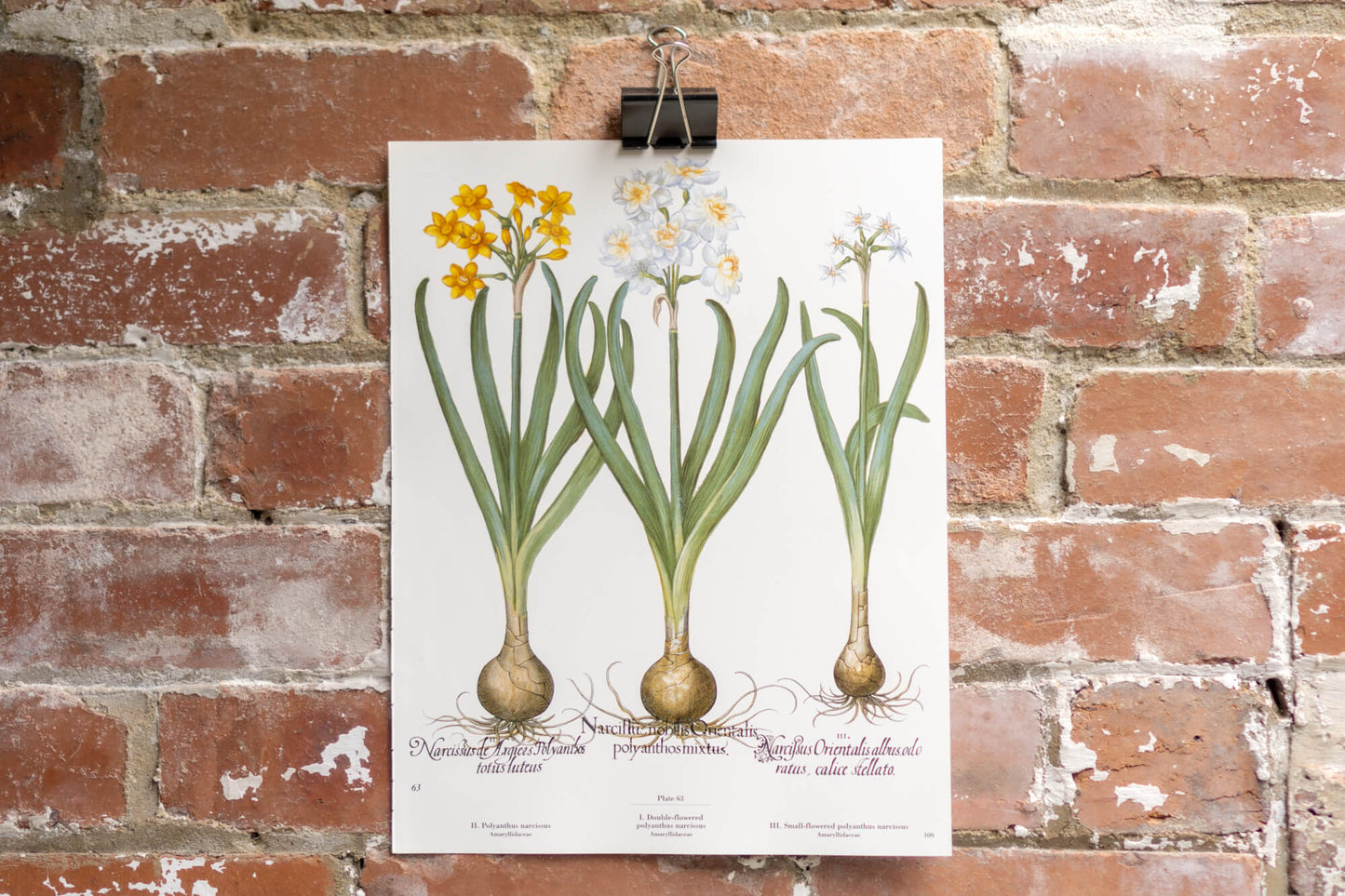 Botanical Flower Prints