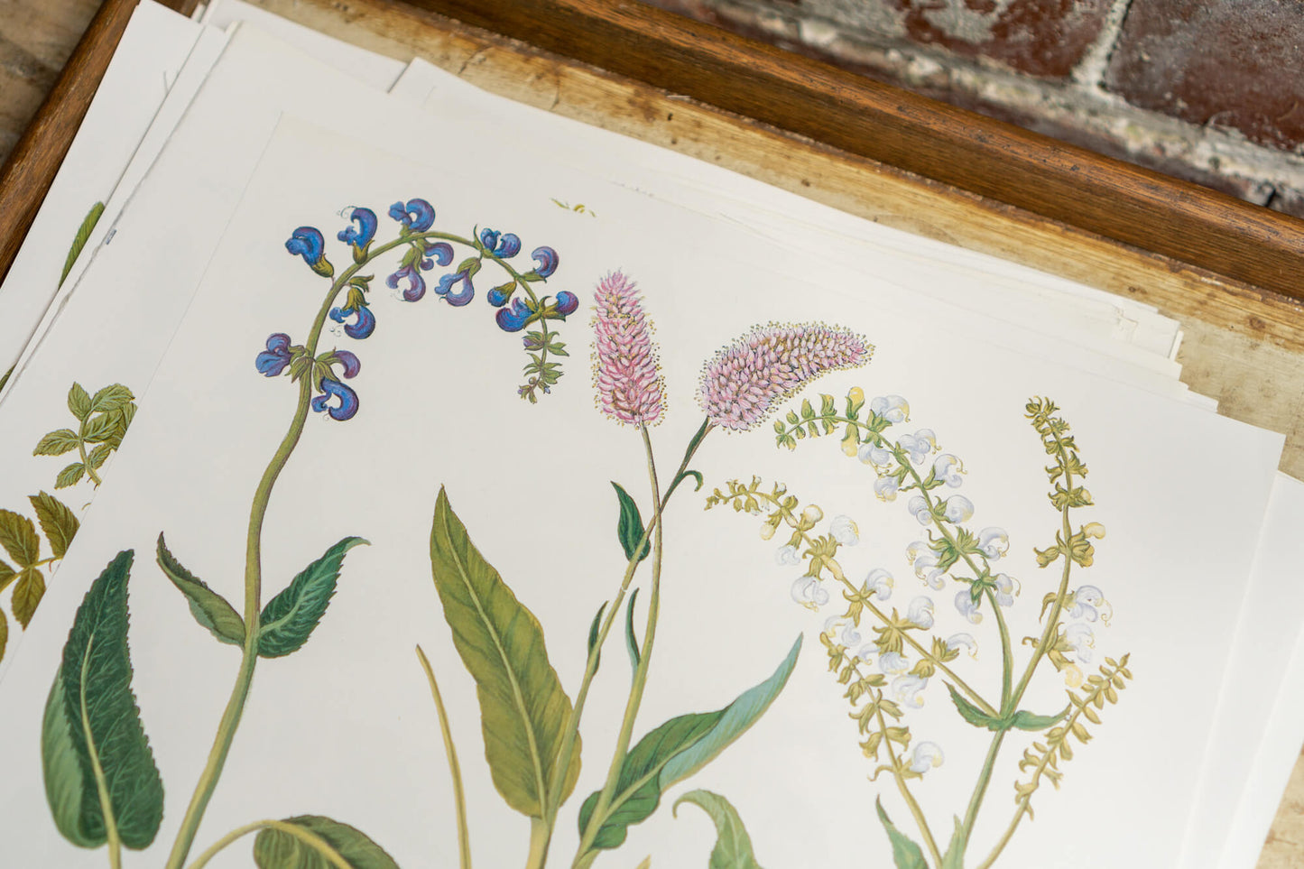 Botanical Flower Prints