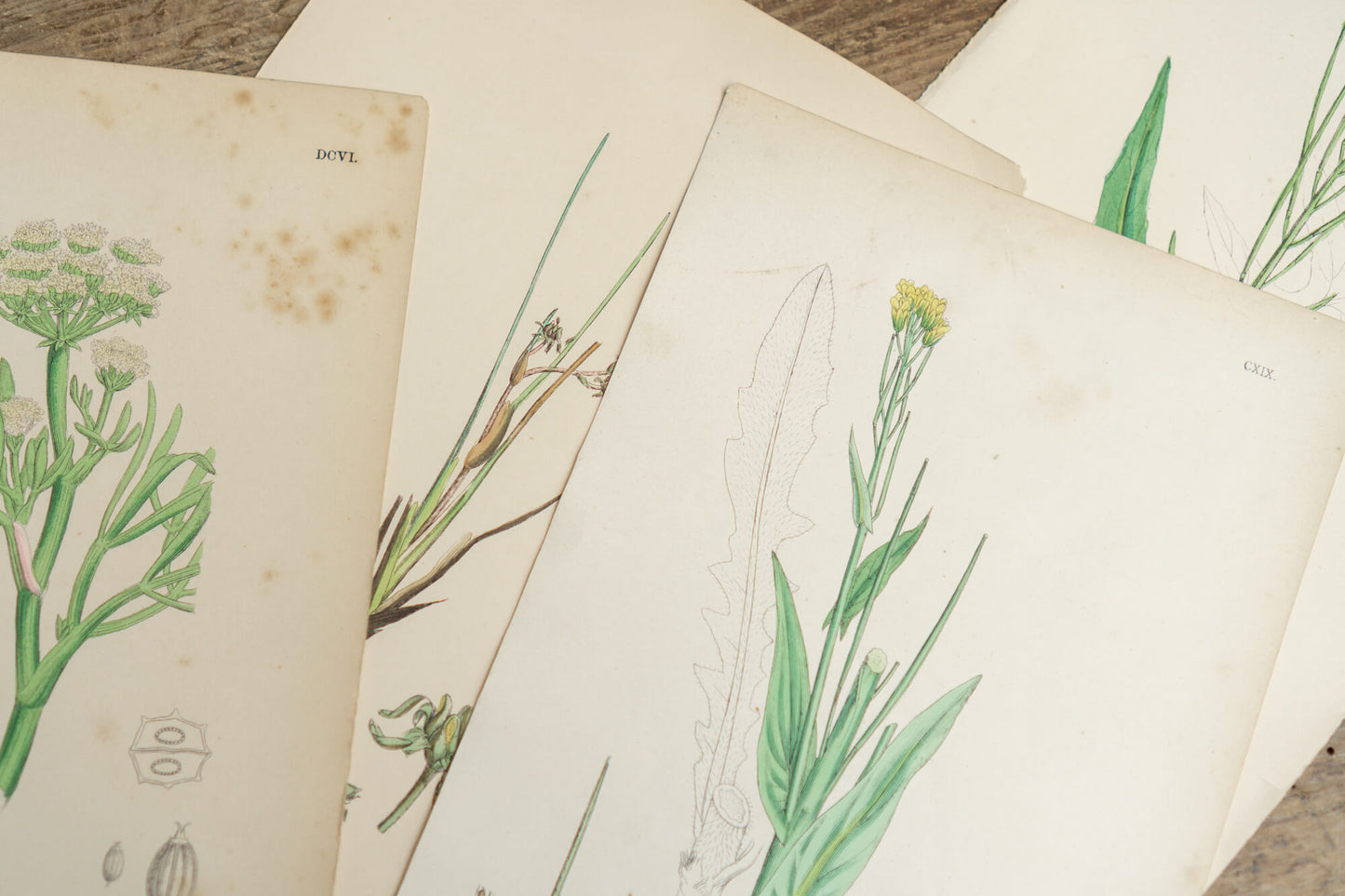 Botanical Prints