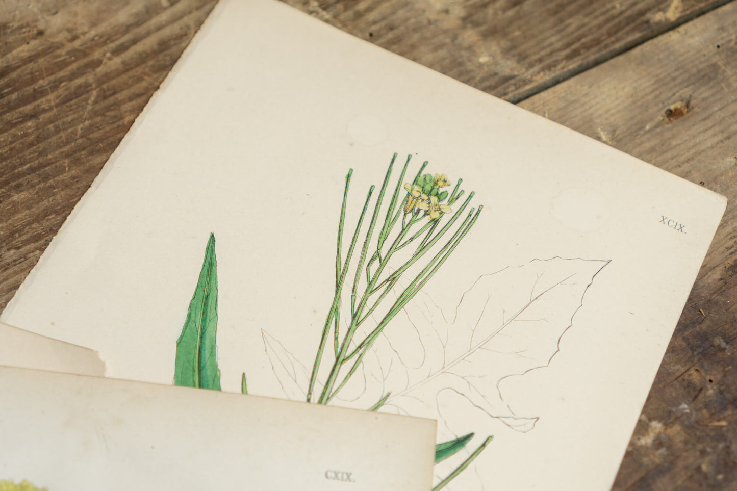 Botanical Prints