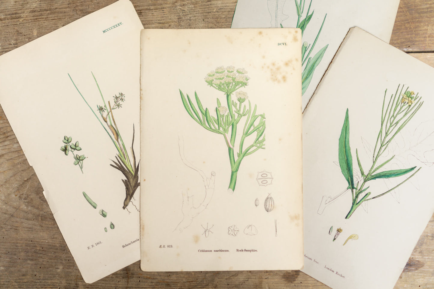 Botanical Prints