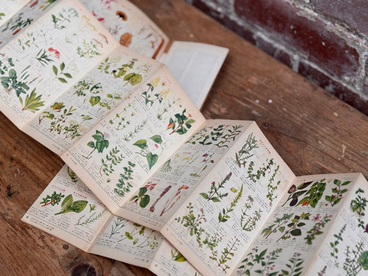 Pocket Encyclopedia of Plants