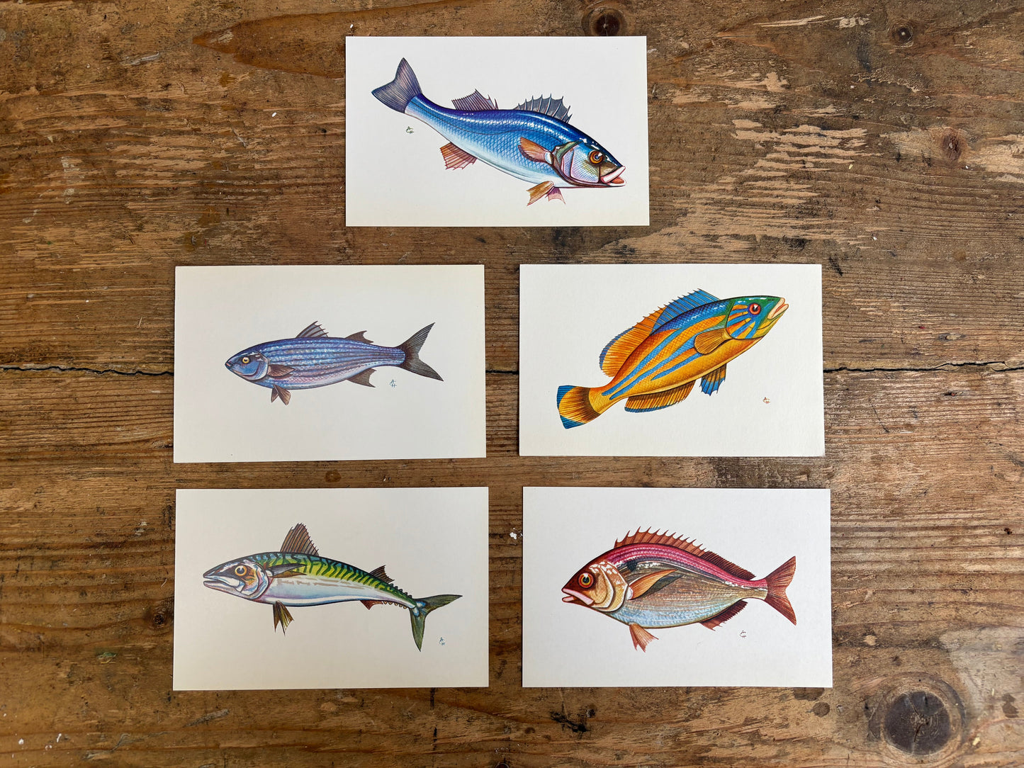 Fish Postcards