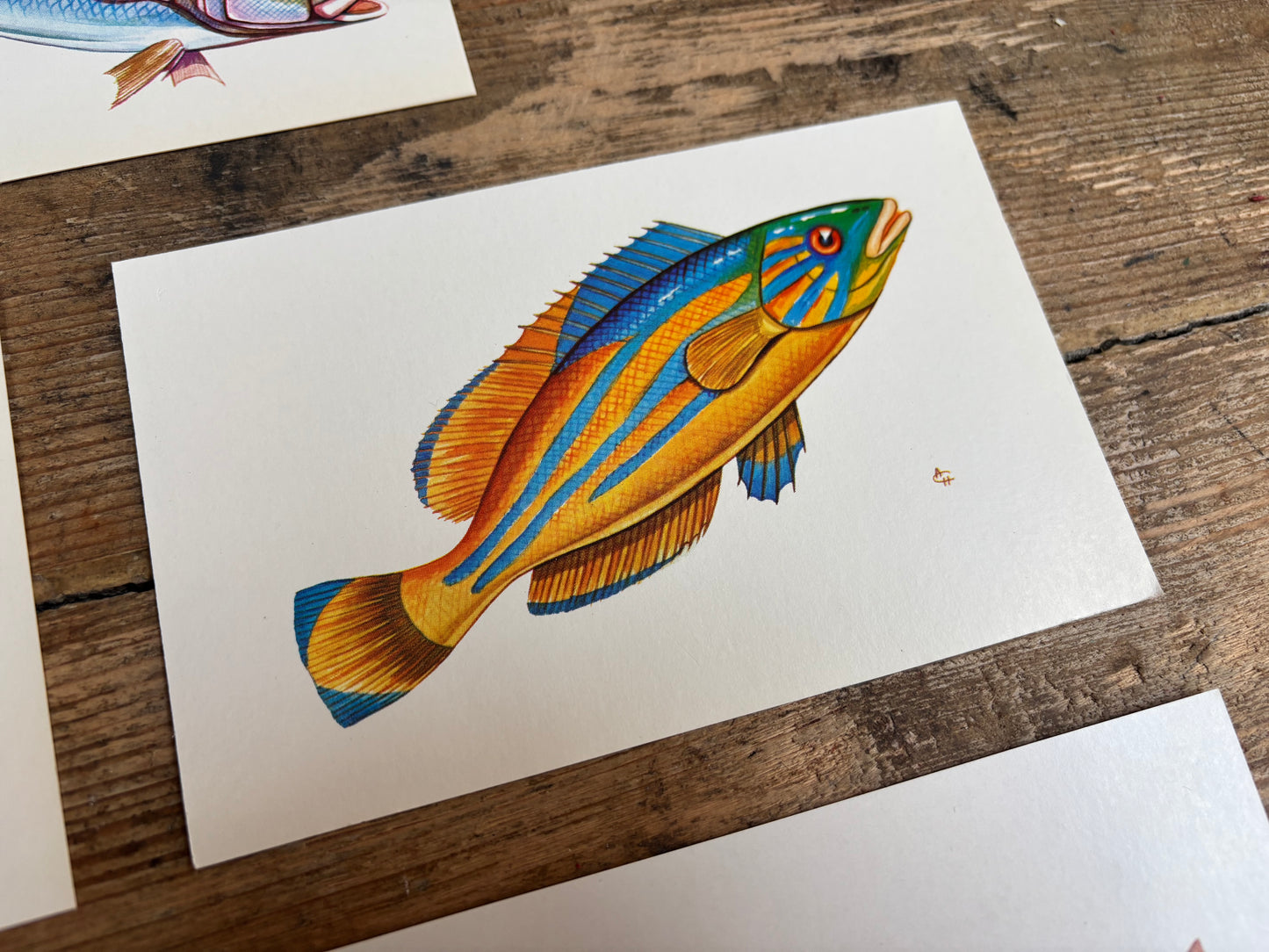 Fish Postcards