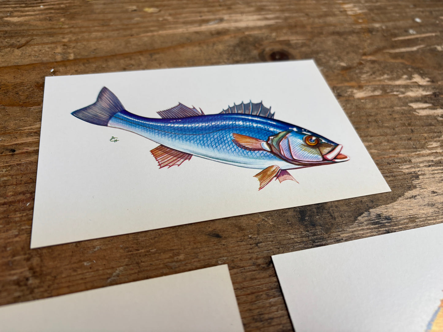 Fish Postcards