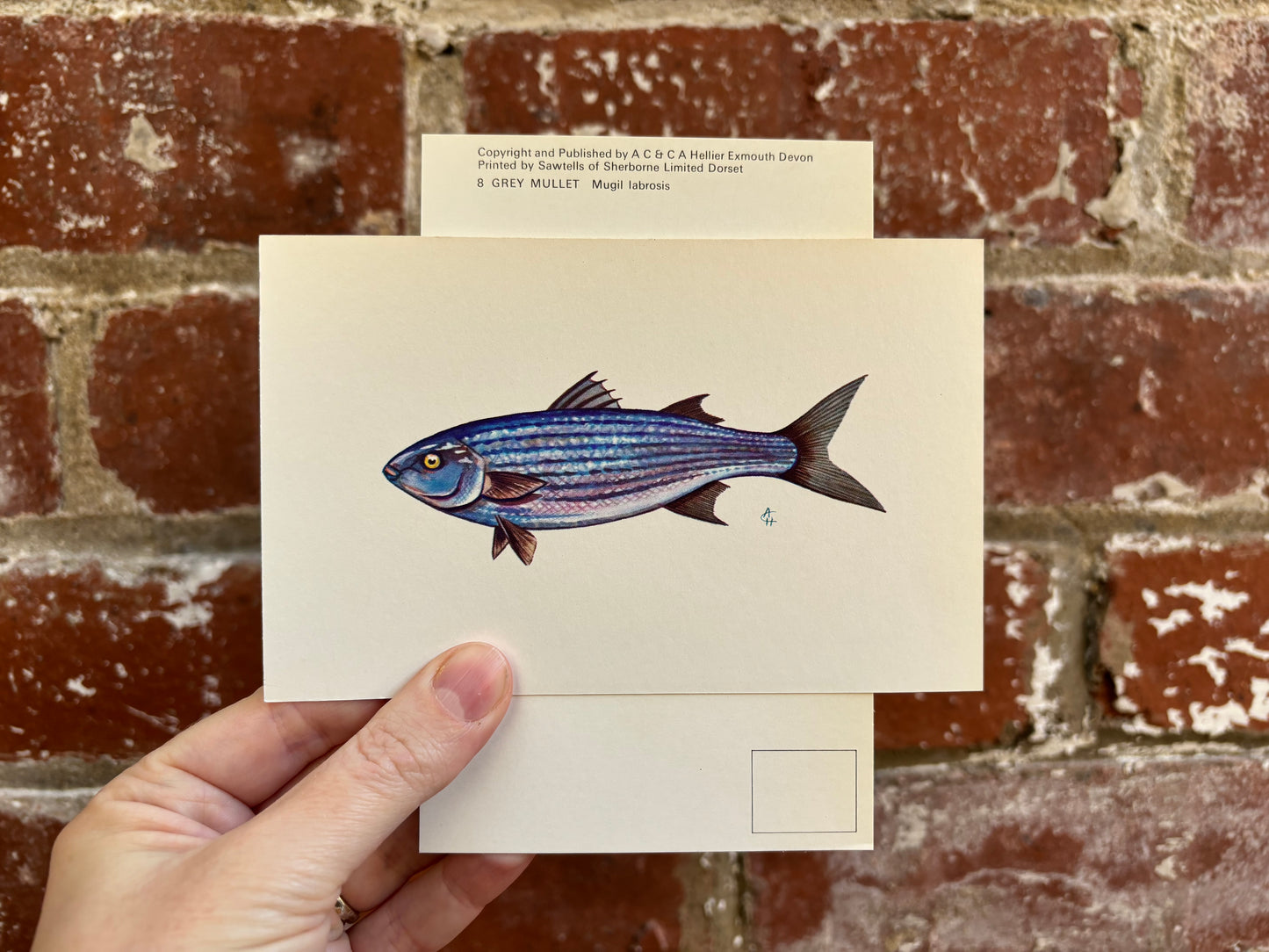 Fish Postcards