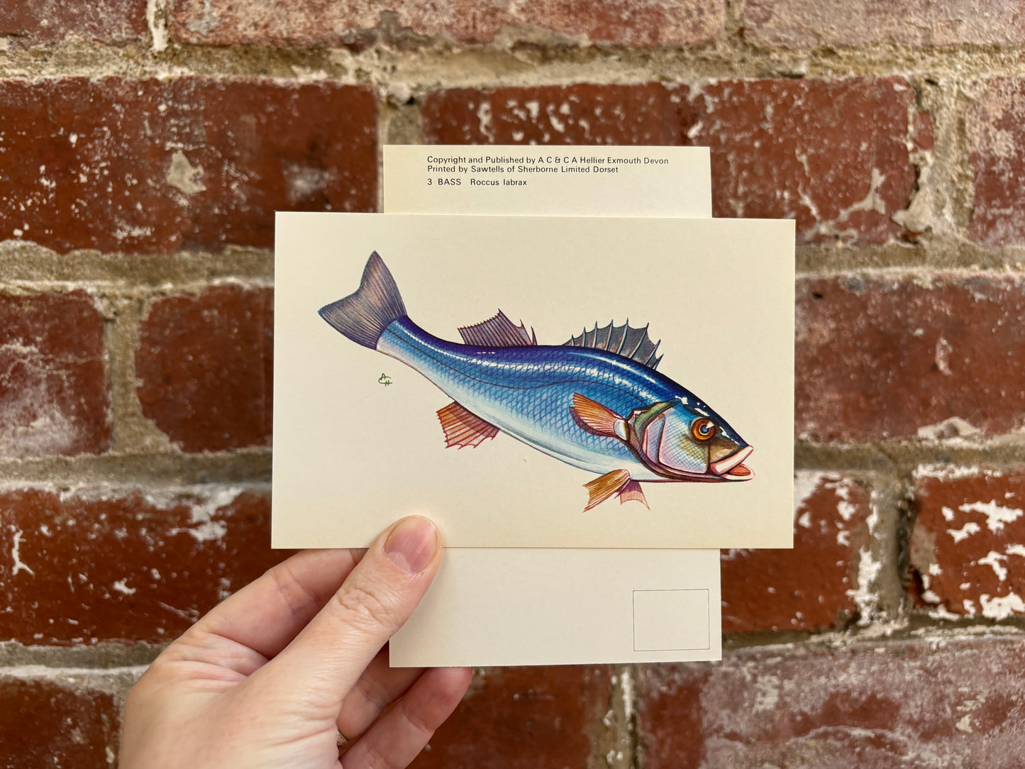 Fish Postcards