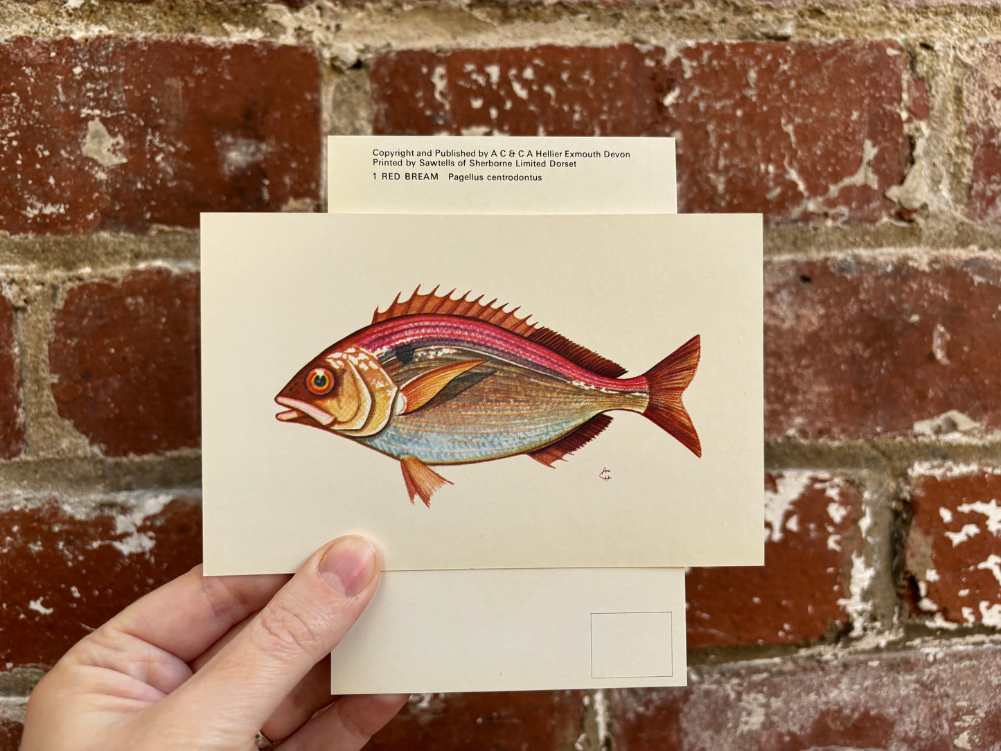 Fish Postcards