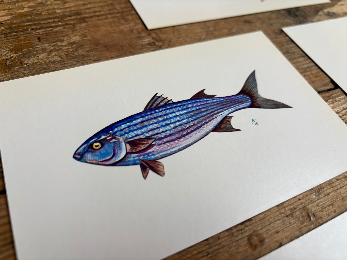 Fish Postcards
