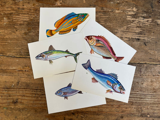 Fish Postcards