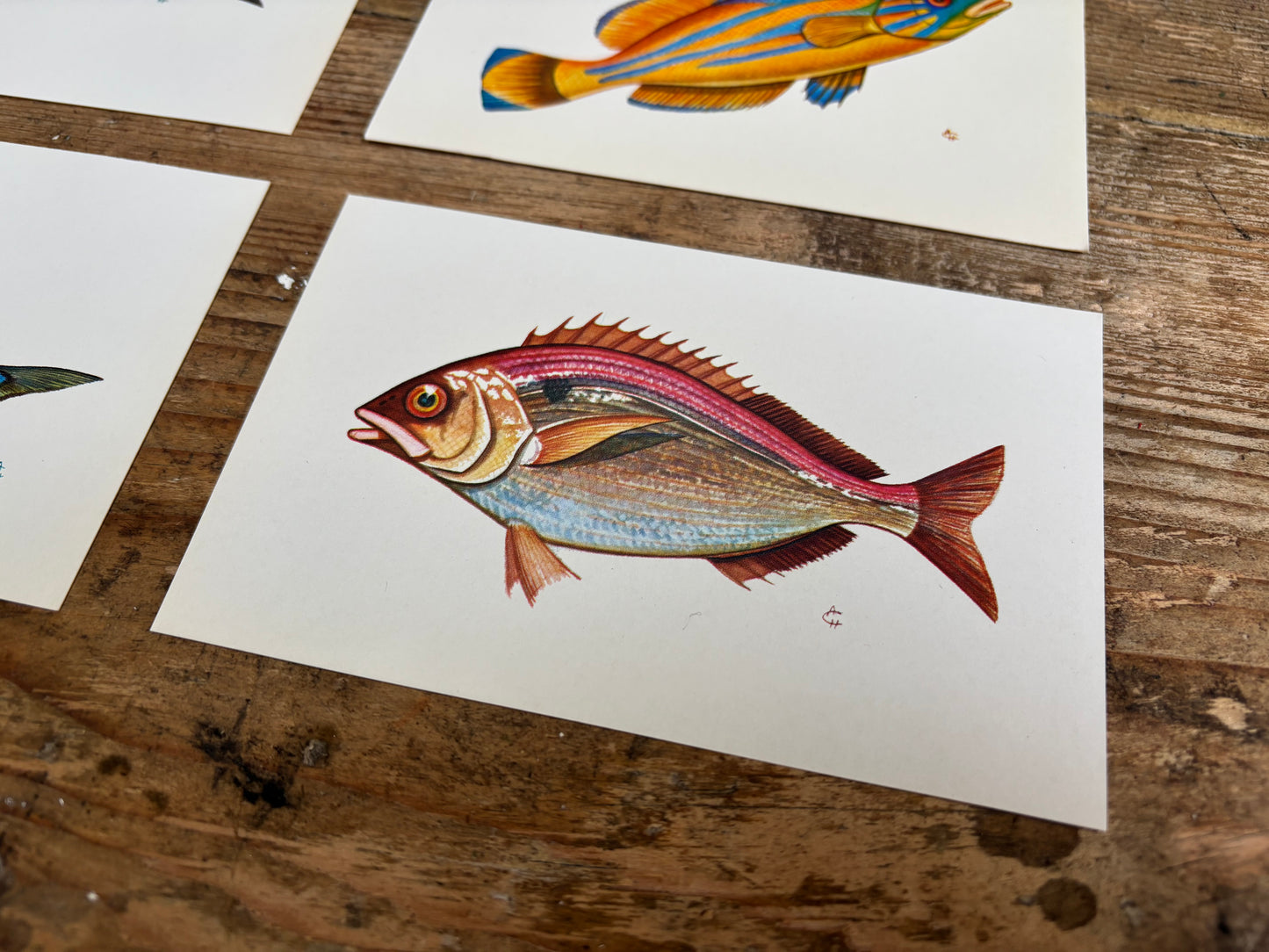Fish Postcards