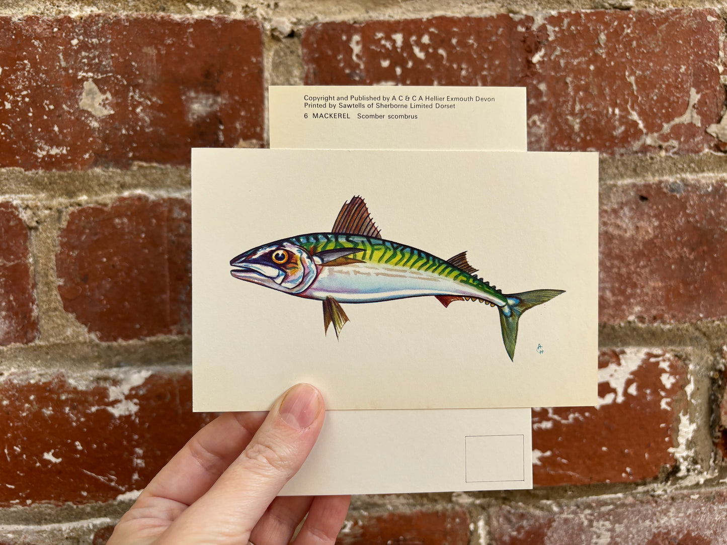 Fish Postcards