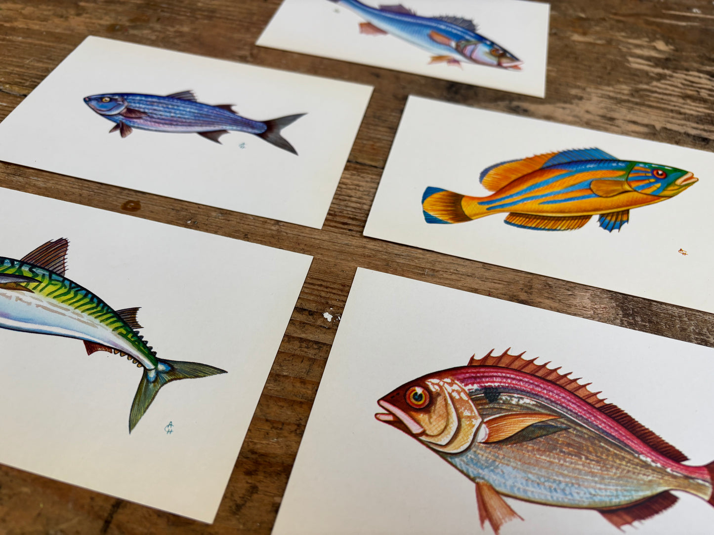 Fish Postcards