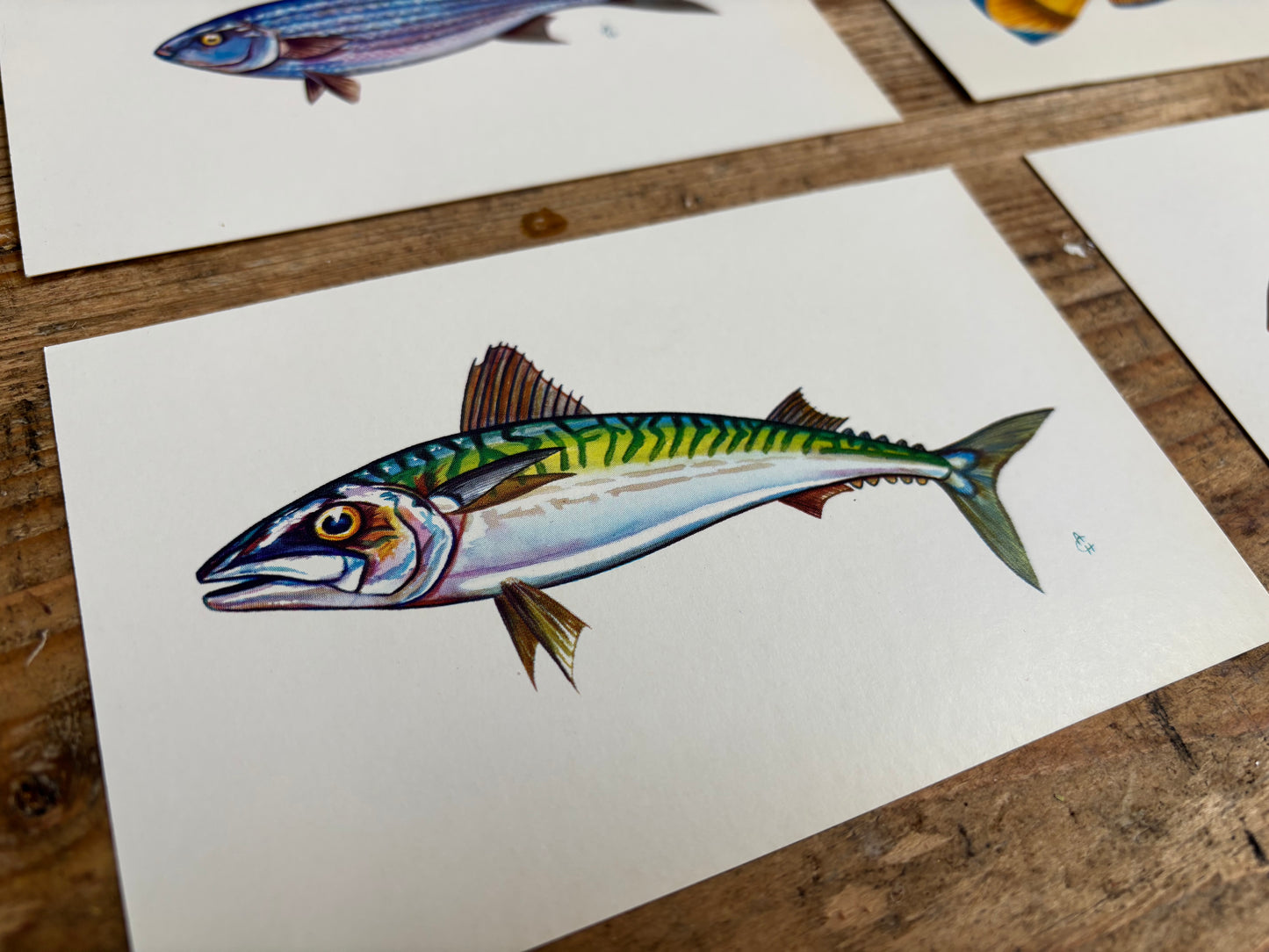 Fish Postcards