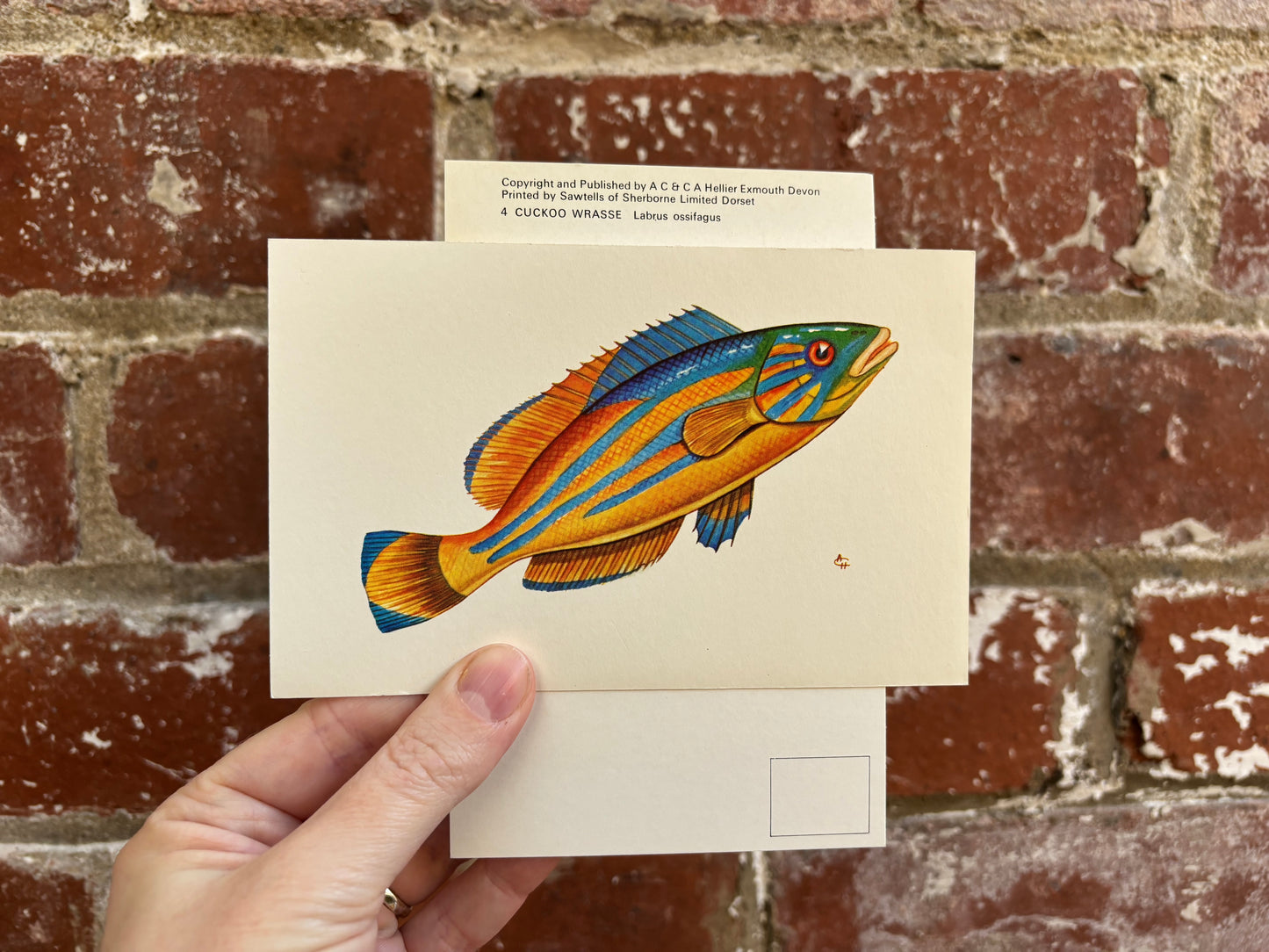 Fish Postcards