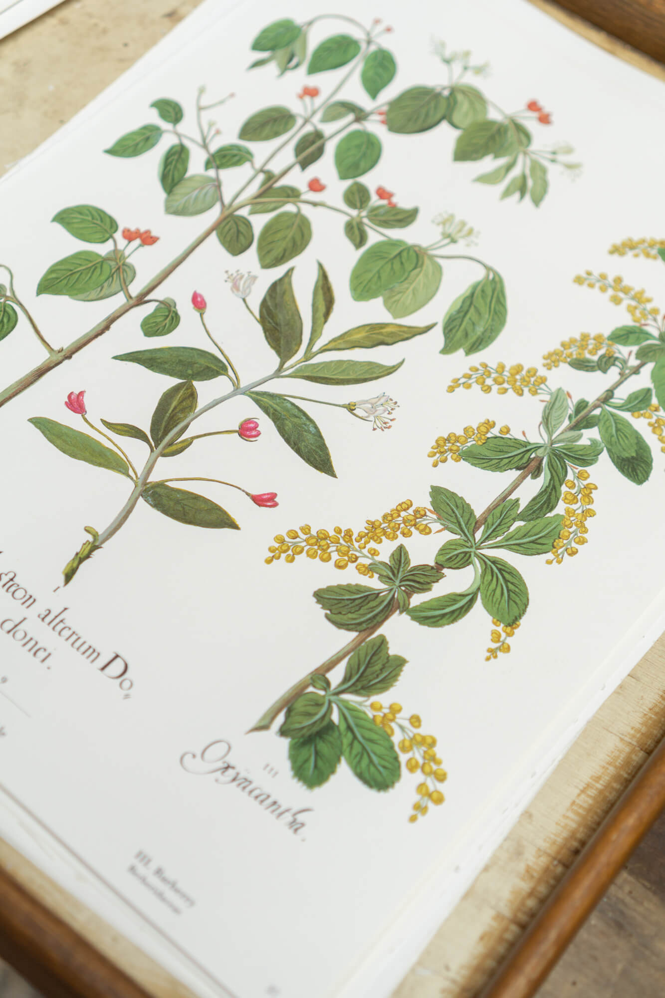 Botanical Flower Prints