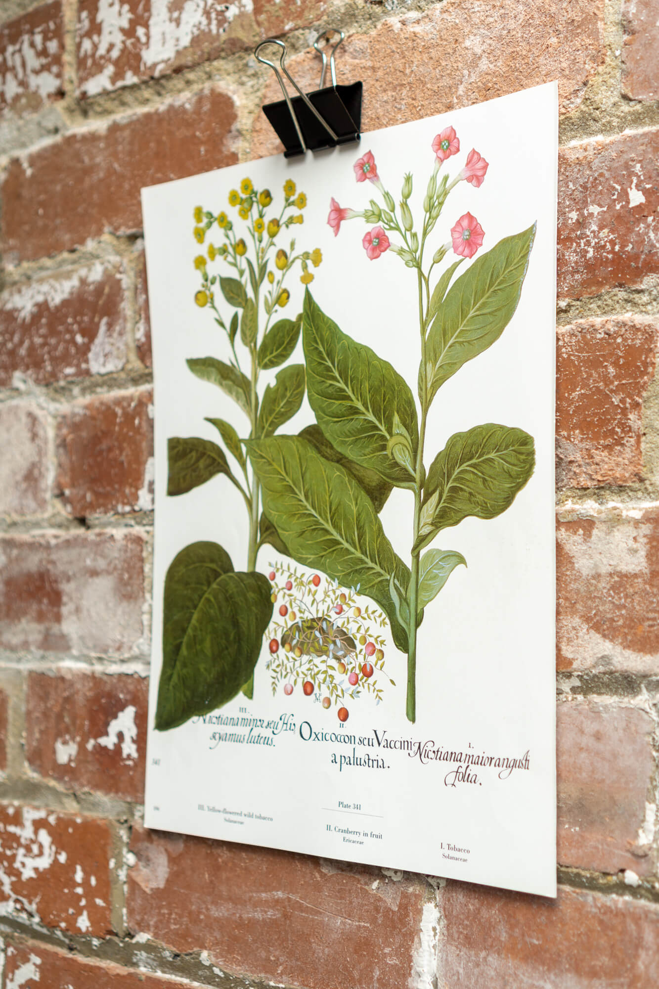 Botanical Flower Prints