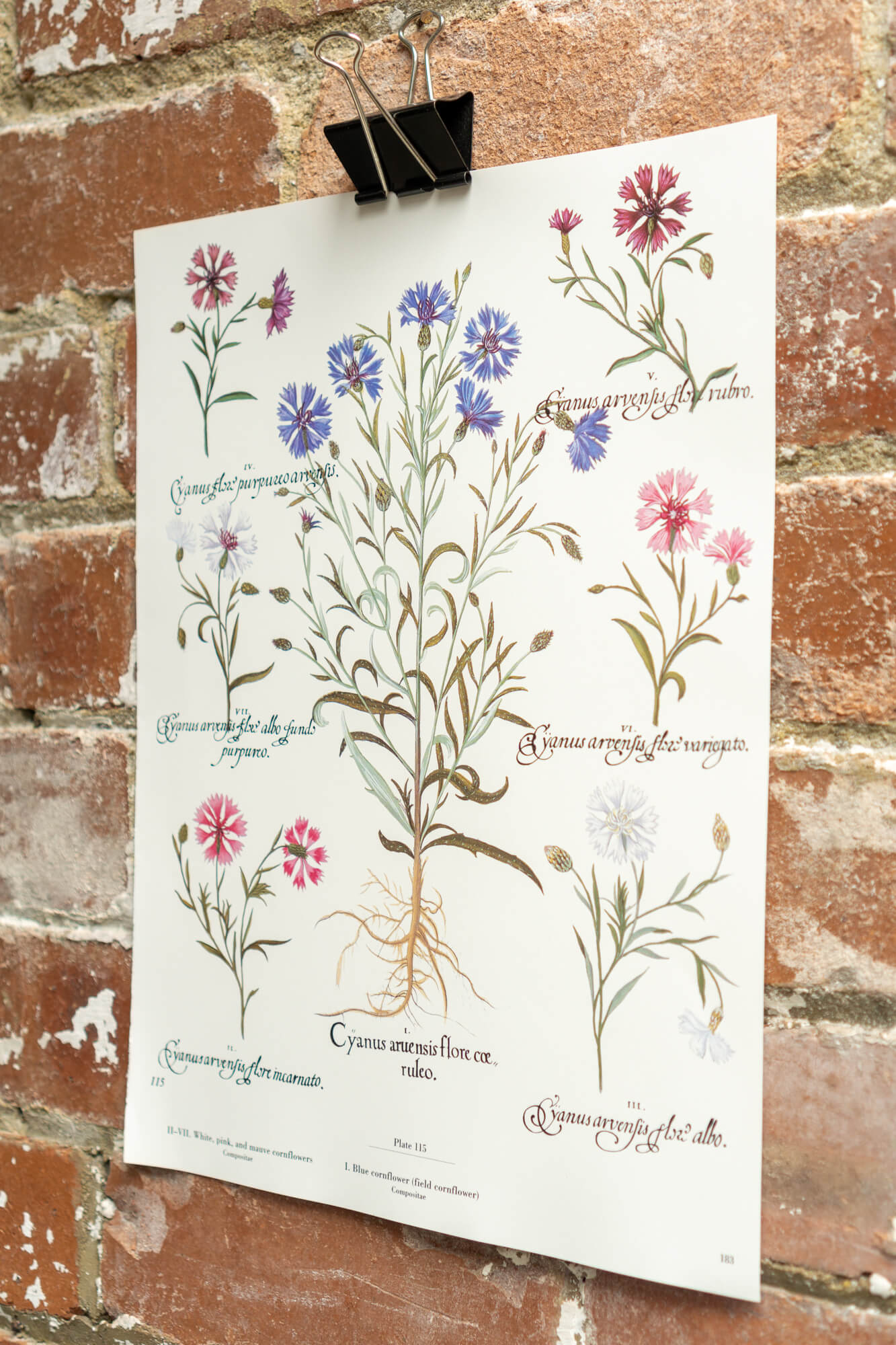 Botanical Flower Prints