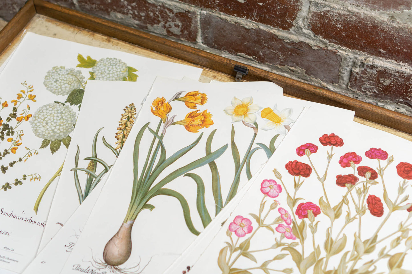 Botanical Flower Prints