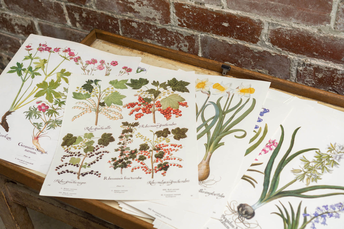 Botanical Flower Prints