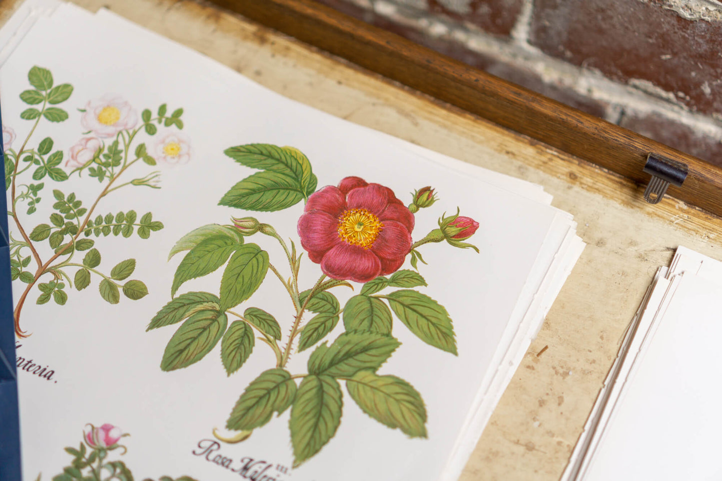 Botanical Flower Prints