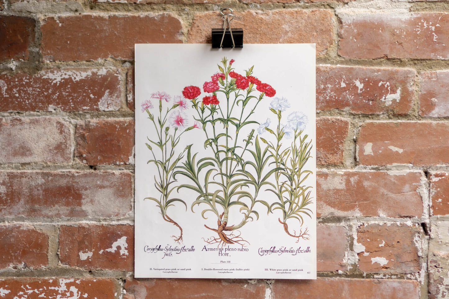 Botanical Flower Prints