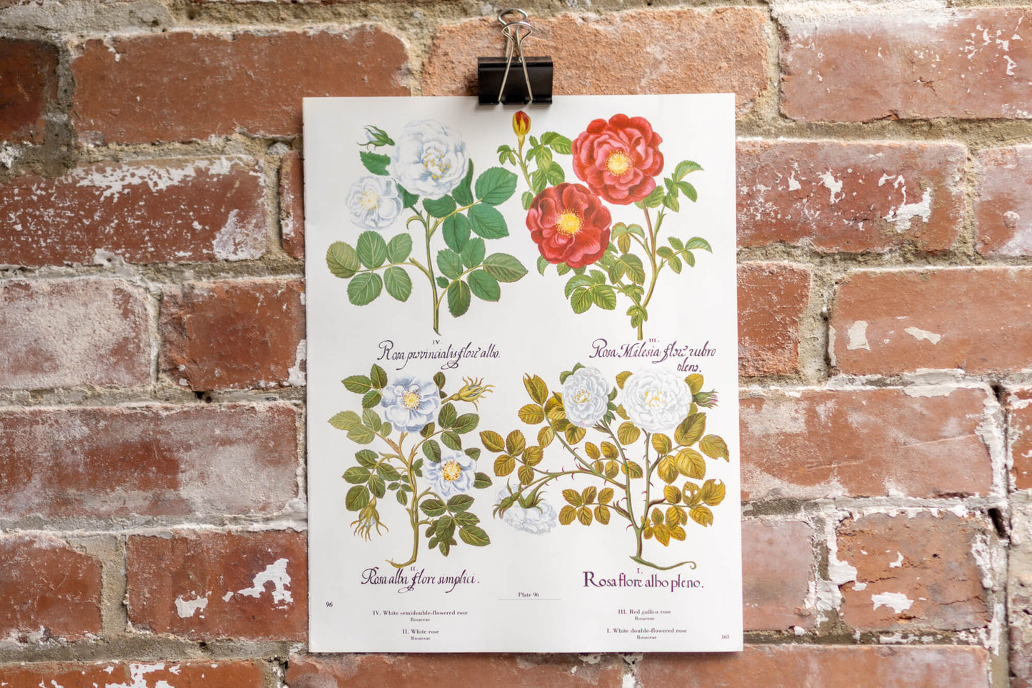 Botanical Flower Prints