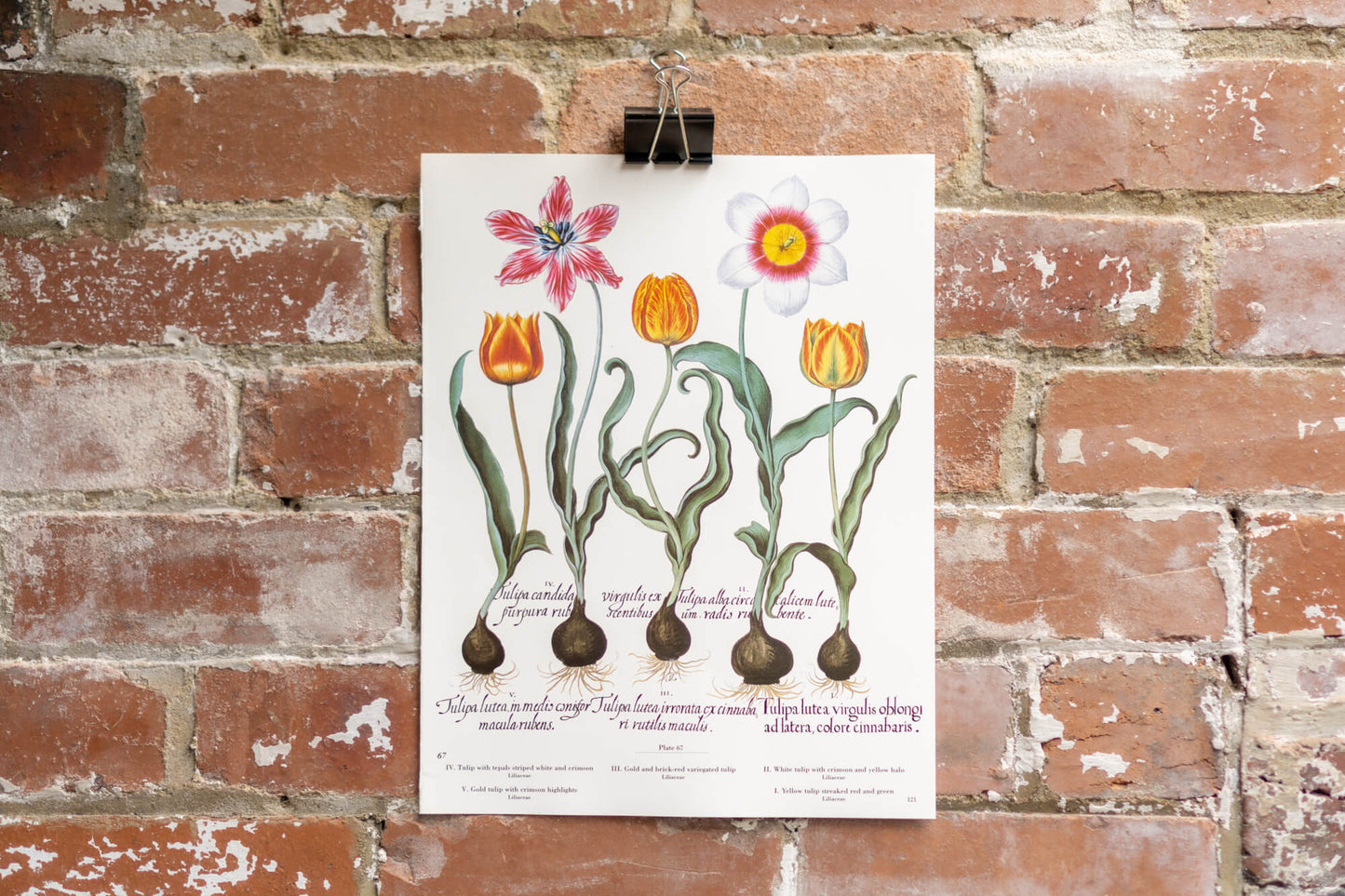 Botanical Flower Prints