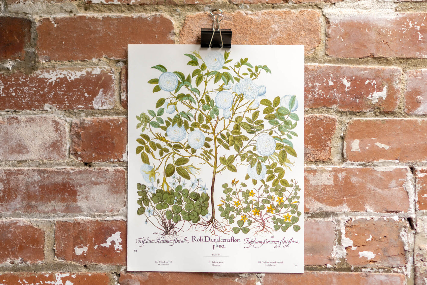 Botanical Flower Prints