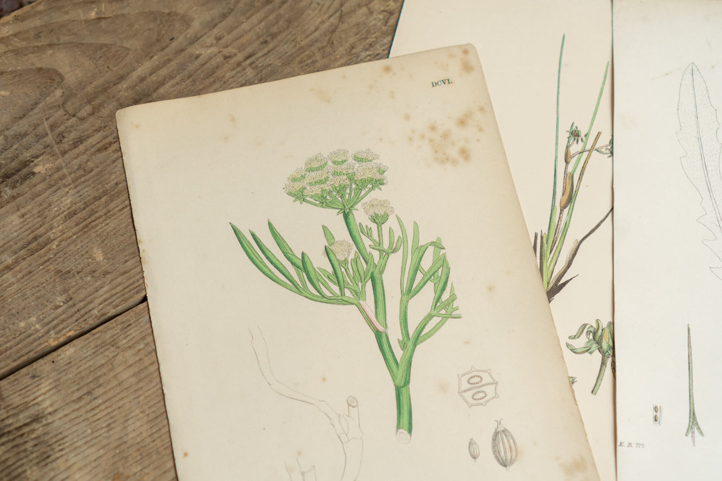 Botanical Prints