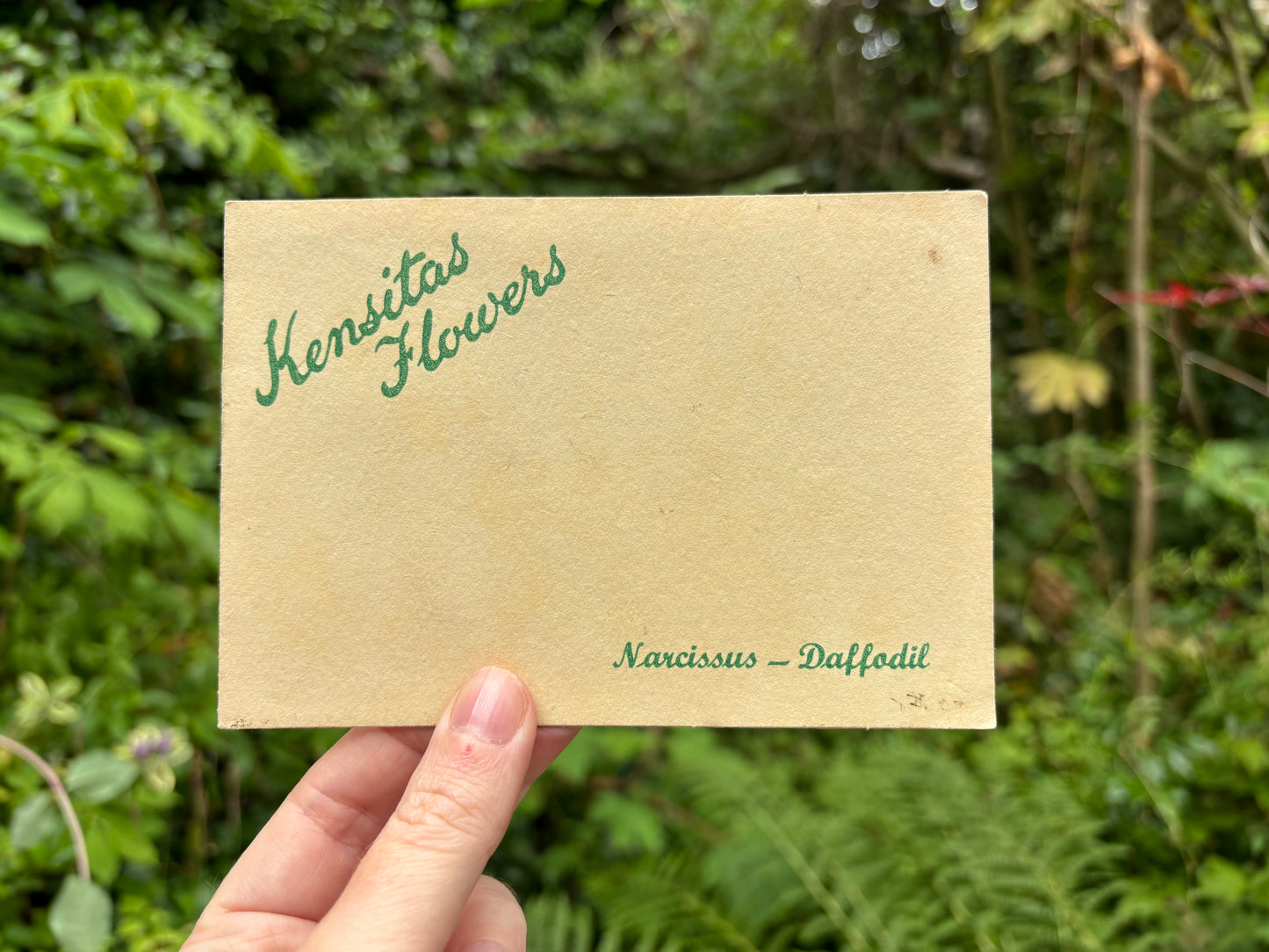 Postcard Kensitas Flower Cards