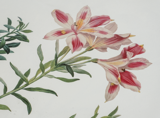 Vintage Botanical Prints