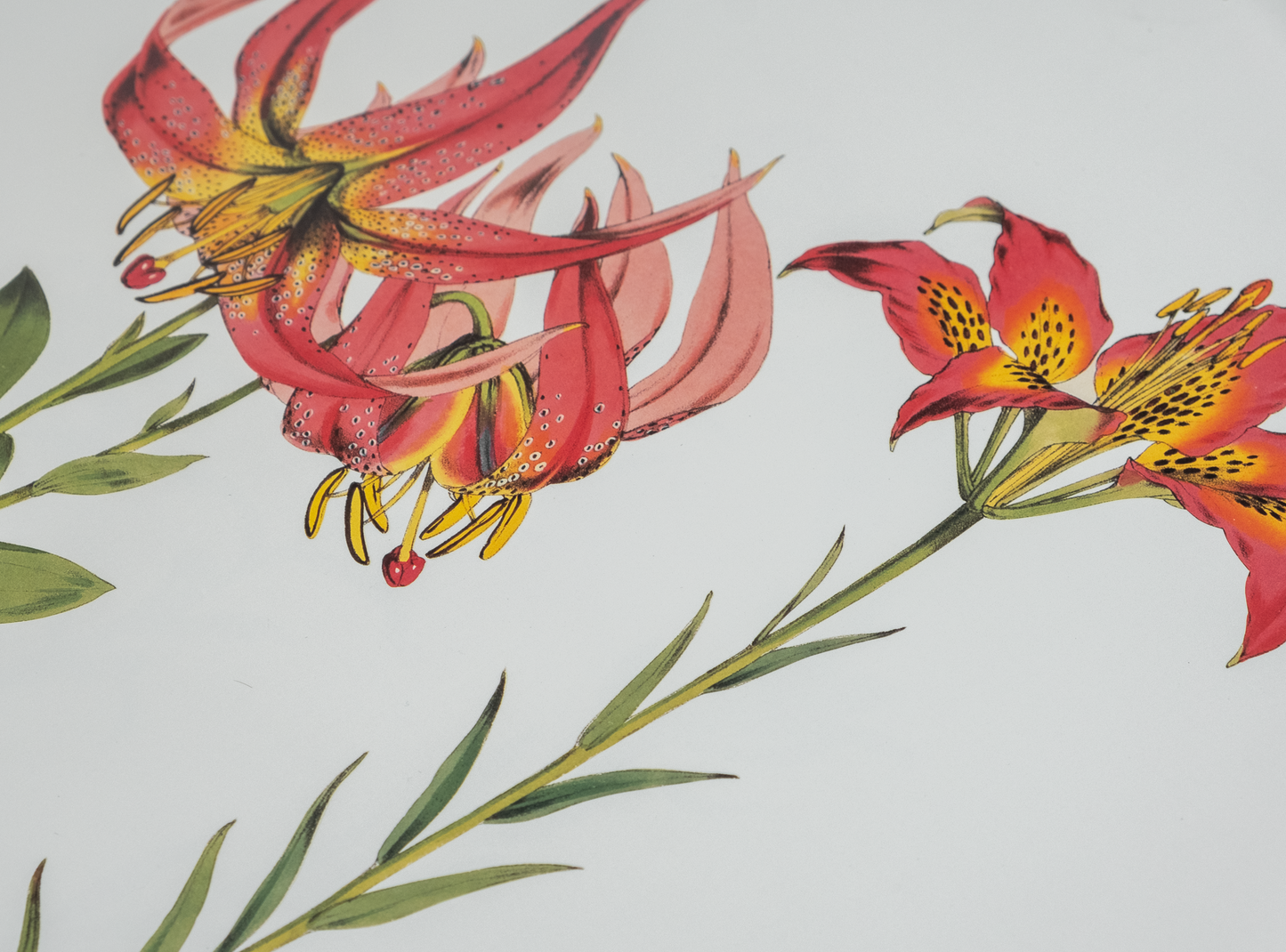 Vintage Botanical Prints