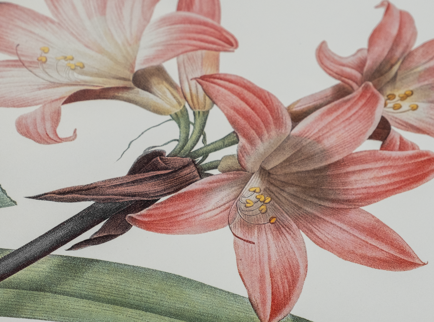 Vintage Botanical Prints