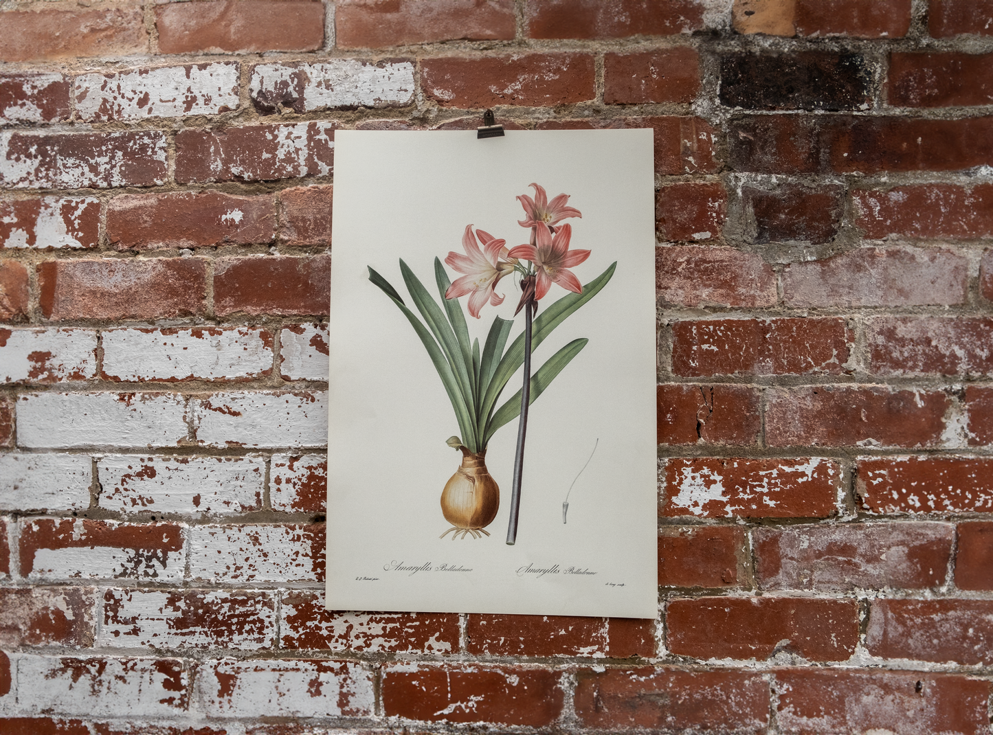 Vintage Botanical Prints