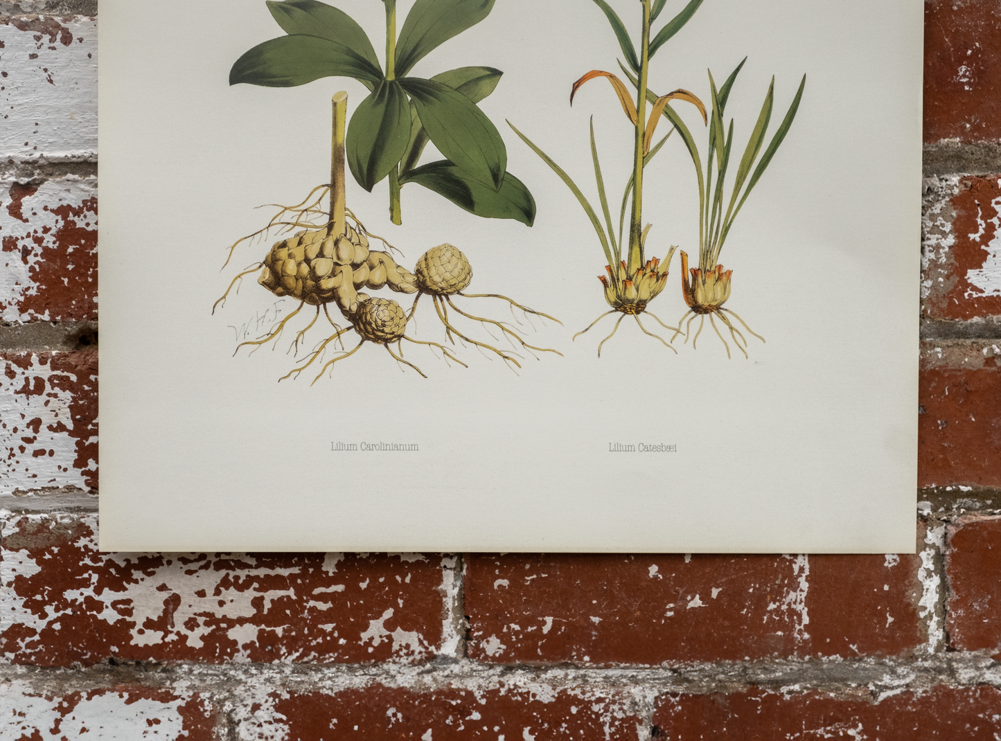 Vintage Botanical Prints