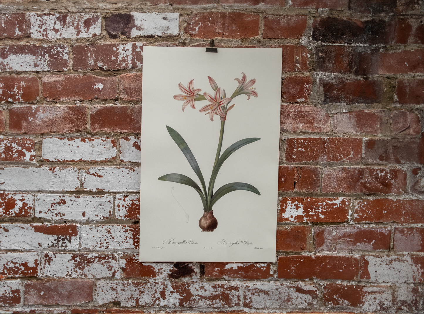 Vintage Botanical Prints