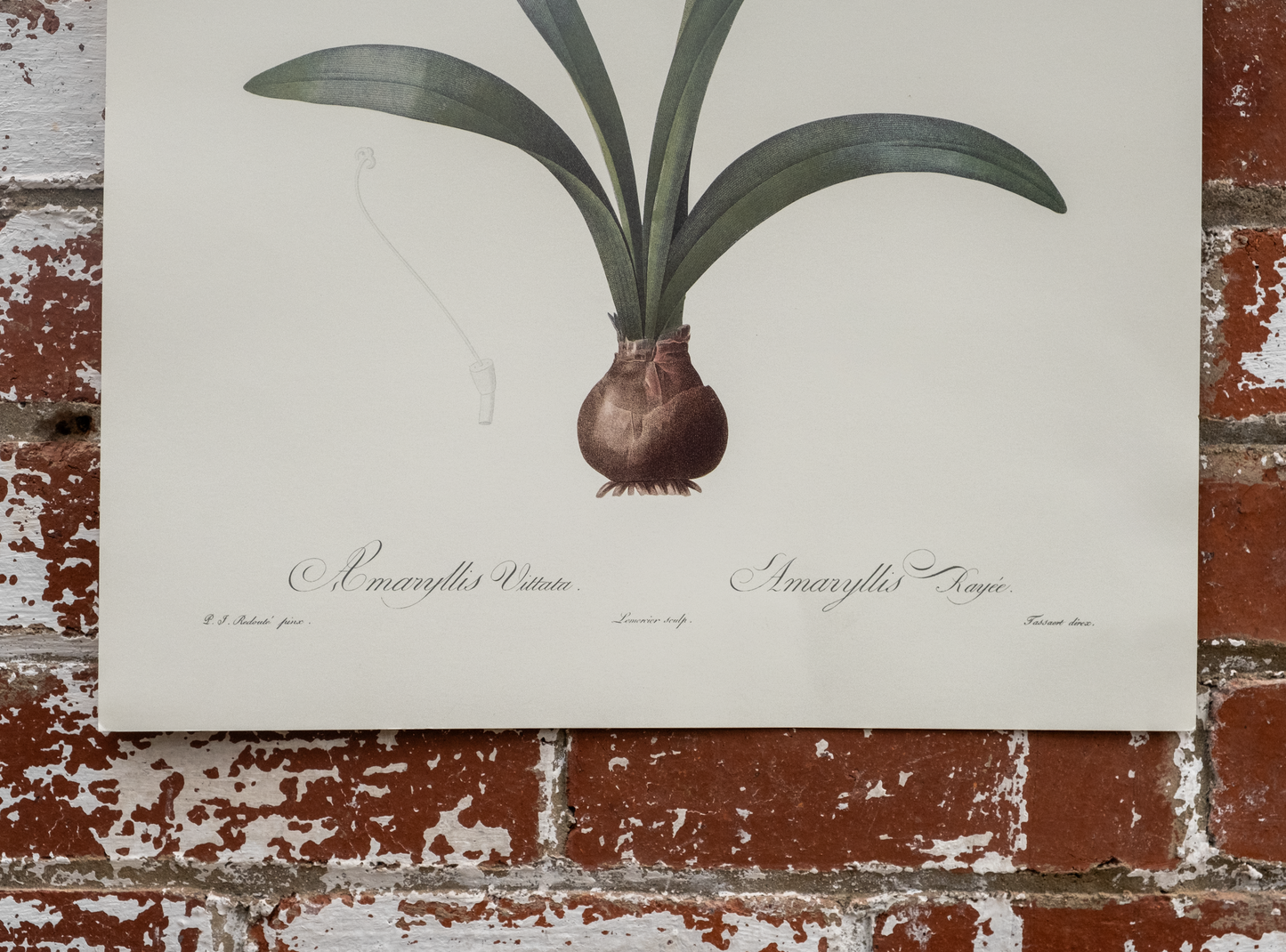 Vintage Botanical Prints