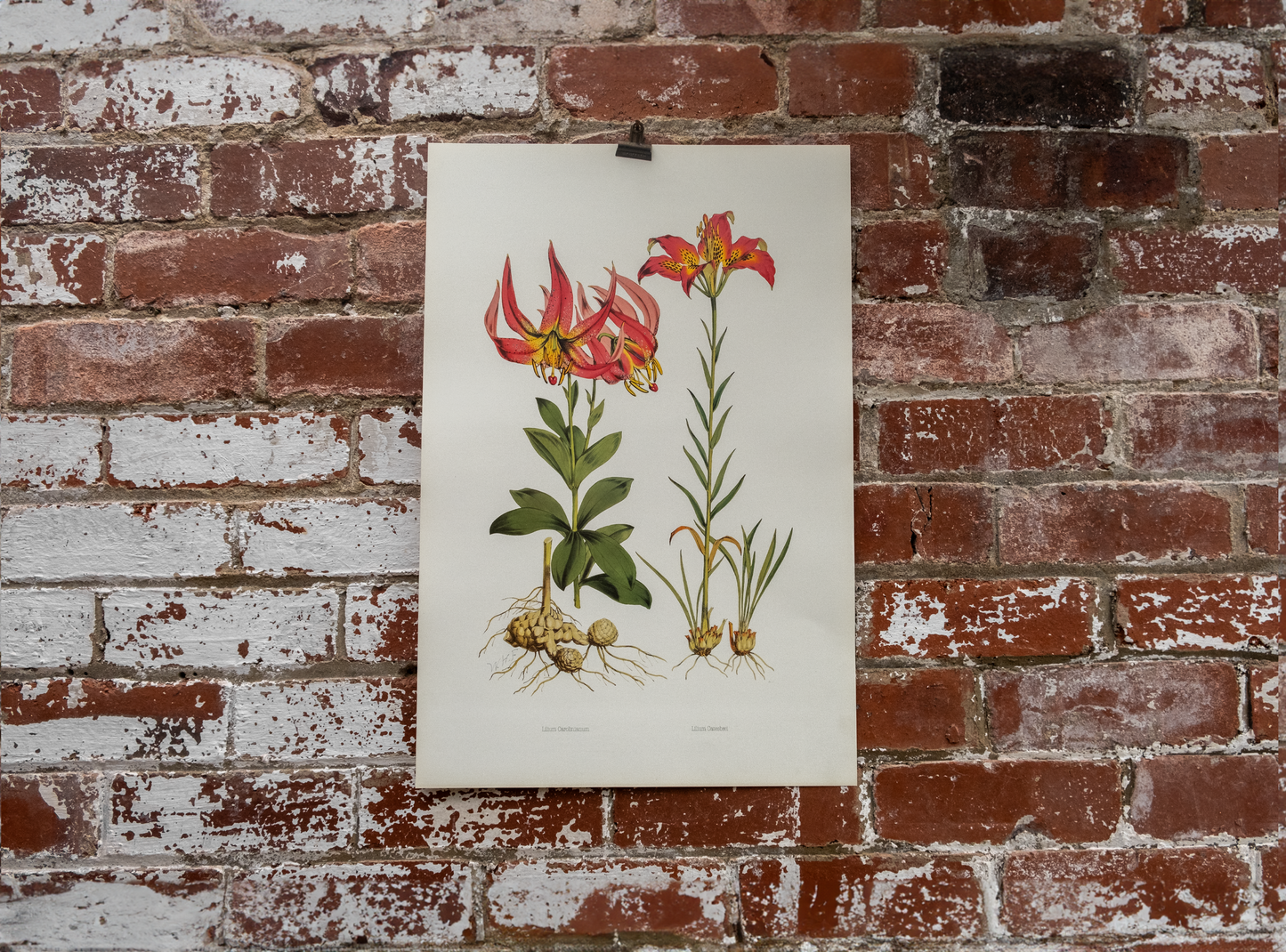 Vintage Botanical Prints