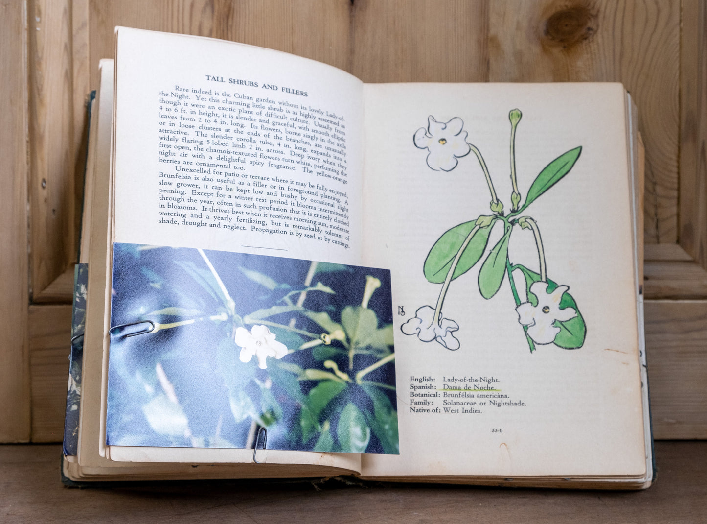 Flowering Plants from Cuban Gardens