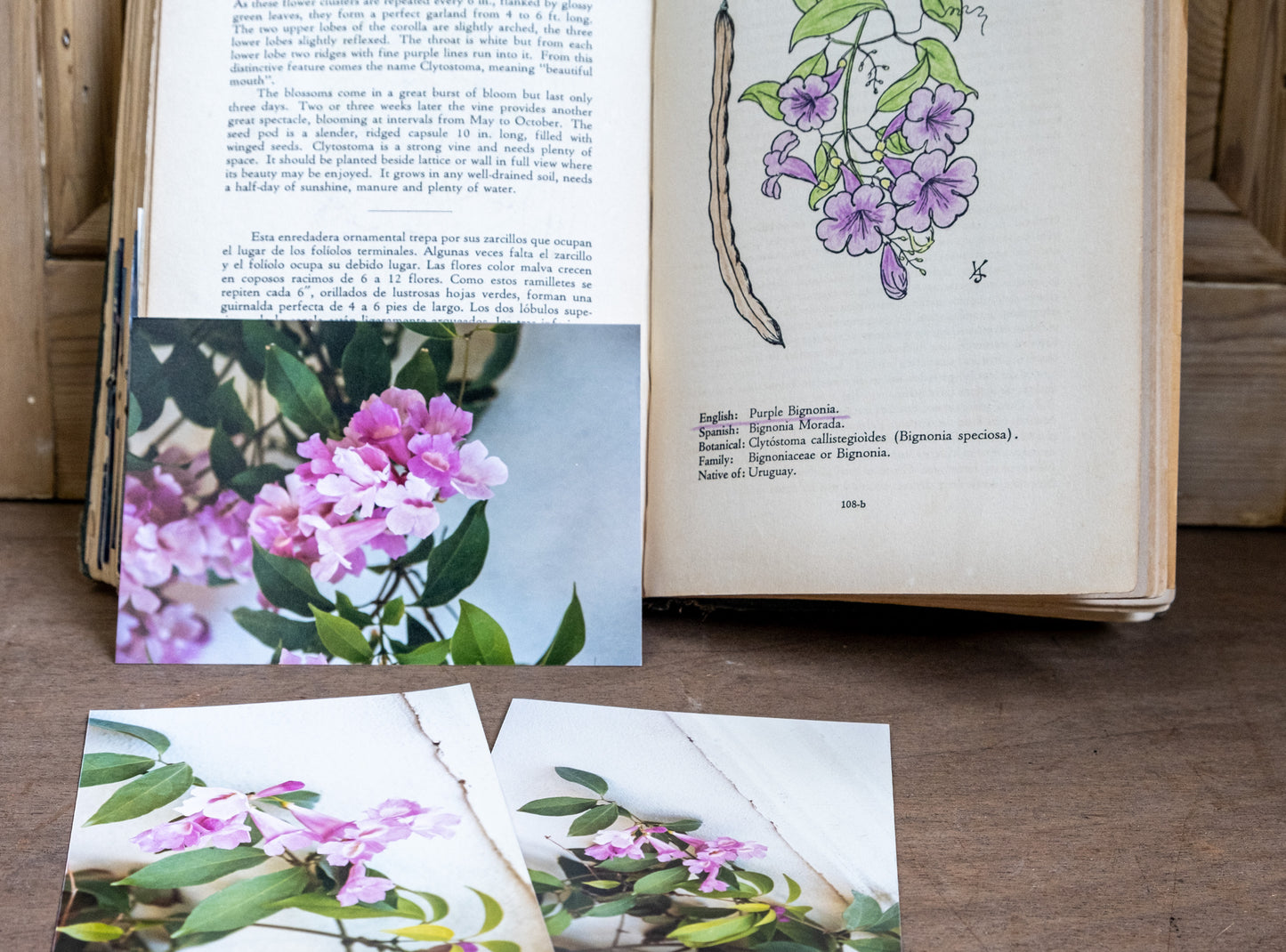 Flowering Plants from Cuban Gardens