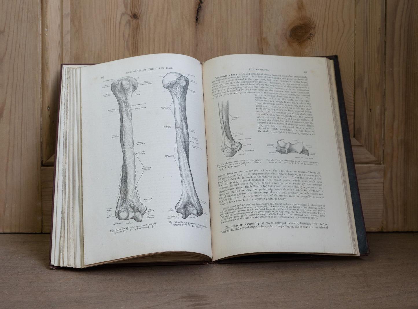 Quain's Anatomy Vol II Osteology