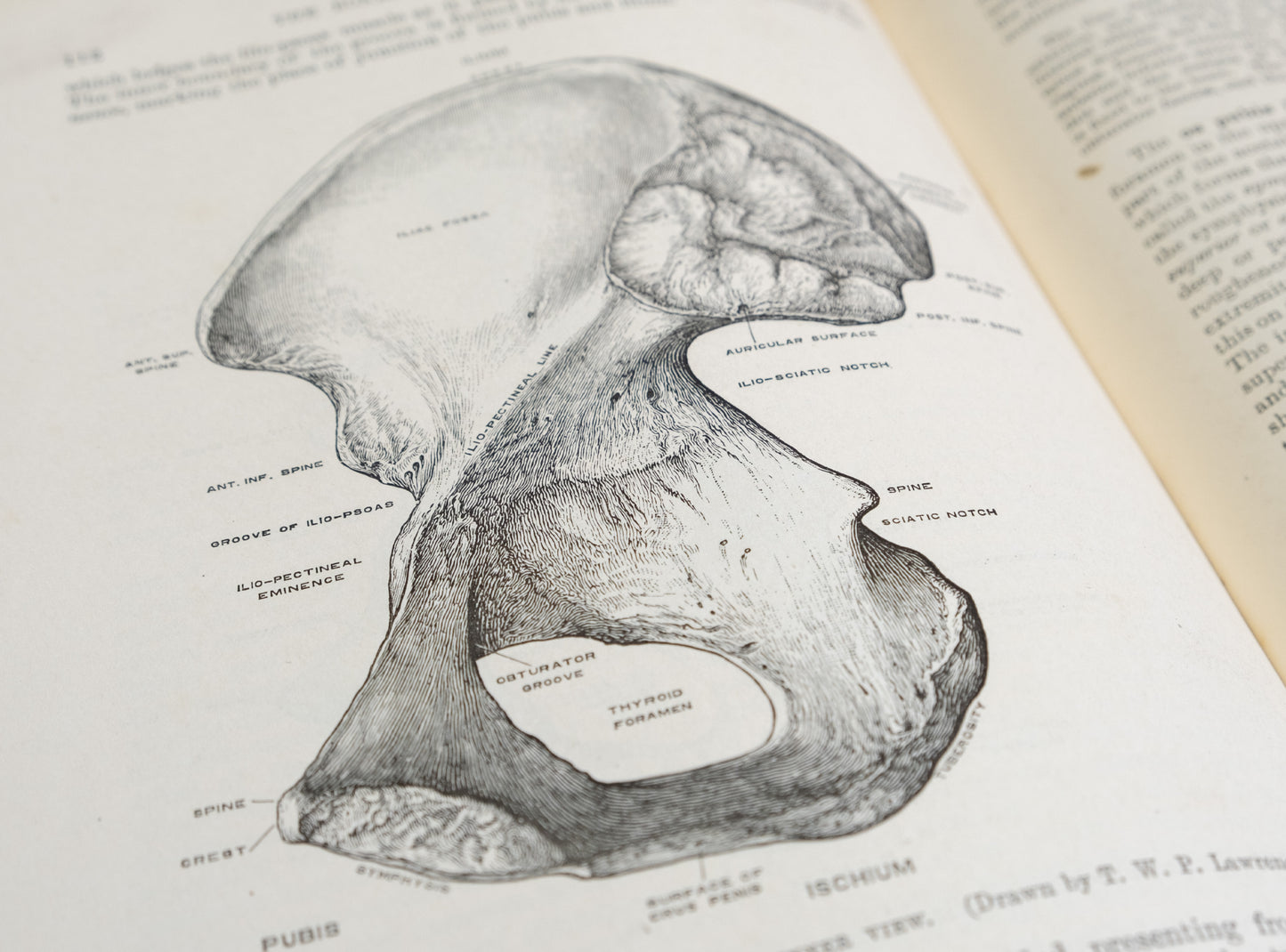 Quain's Anatomy Vol II Osteology