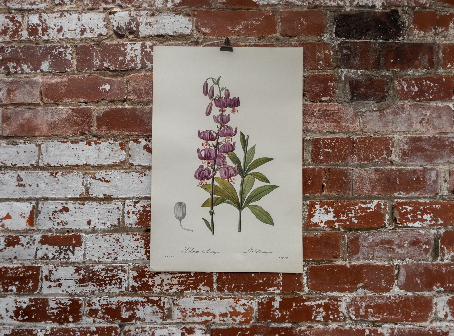 Vintage Botanical Prints