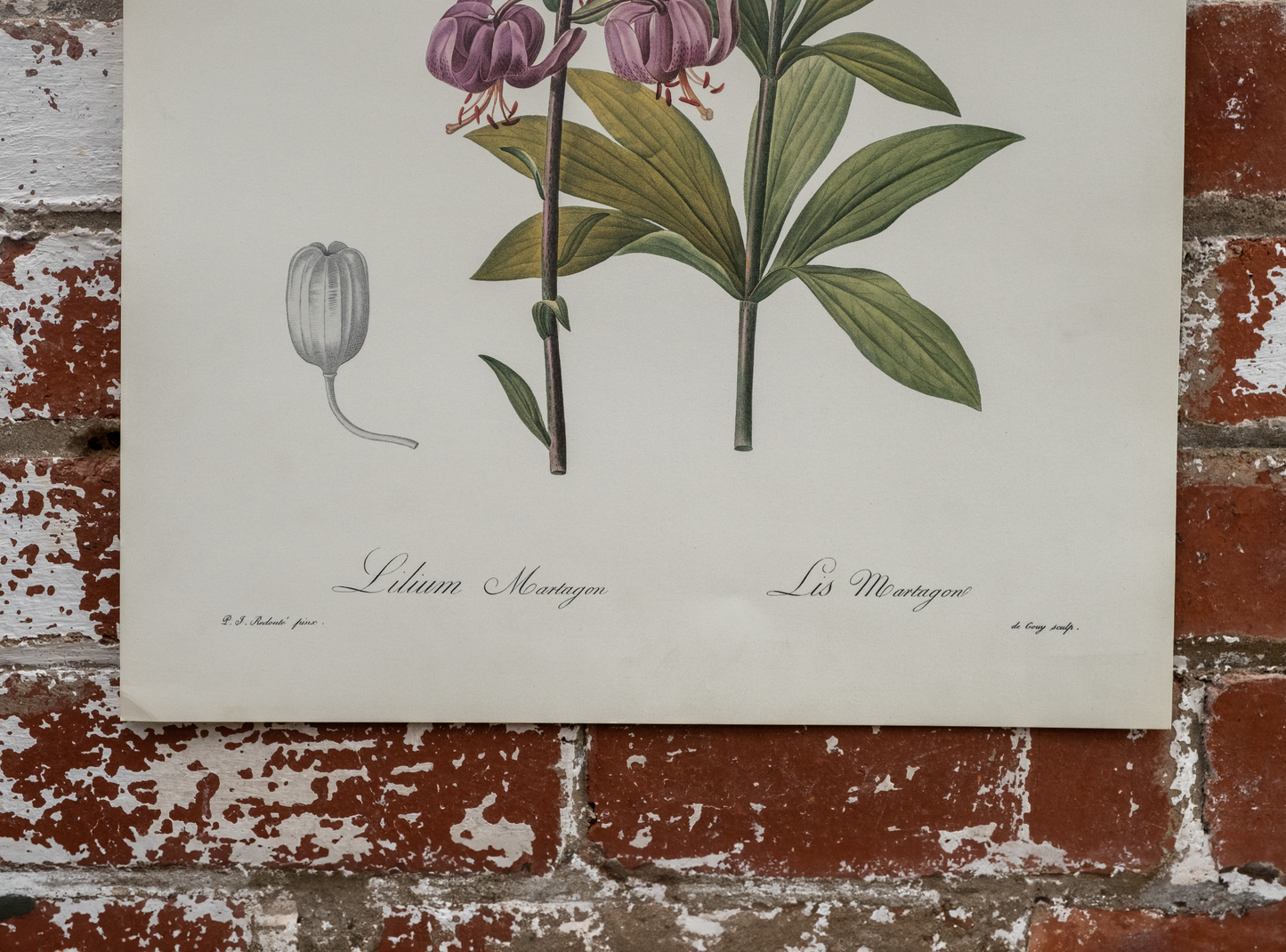 Vintage Botanical Prints