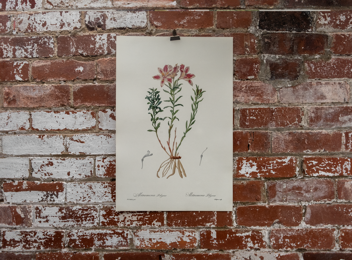 Vintage Botanical Prints